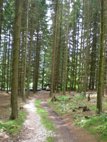 -= Forest road to the cache =-