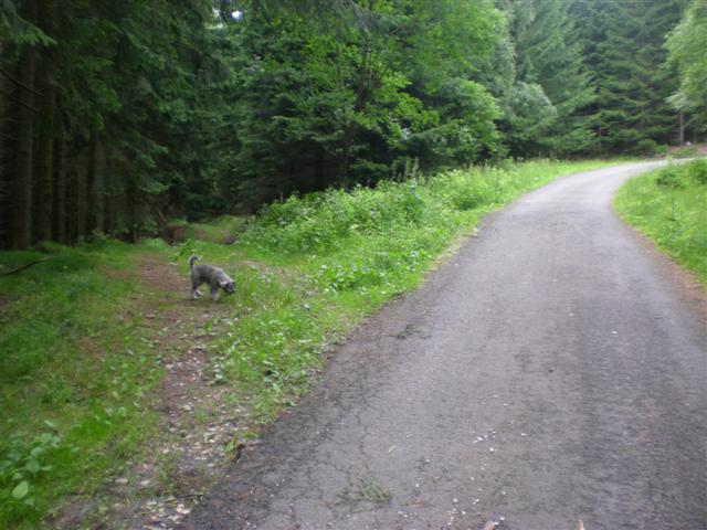 -= Crossing blacktop and forest road =-